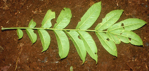  ( - BioBot01148)  @11 [ ] CreativeCommons - Attribution Non-Commercial Share-Alike (2010) Daniel H. Janzen Guanacaste Dry Forest Conservation Fund