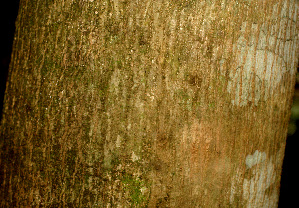  ( - BioBot01149)  @11 [ ] CreativeCommons - Attribution Non-Commercial Share-Alike (2010) Daniel H. Janzen Guanacaste Dry Forest Conservation Fund