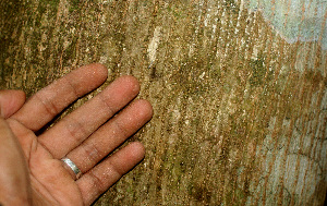  ( - BioBot01149)  @11 [ ] CreativeCommons - Attribution Non-Commercial Share-Alike (2010) Daniel H. Janzen Guanacaste Dry Forest Conservation Fund