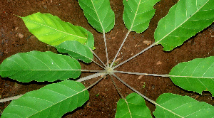  ( - BioBot01149)  @11 [ ] CreativeCommons - Attribution Non-Commercial Share-Alike (2010) Daniel H. Janzen Guanacaste Dry Forest Conservation Fund