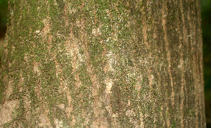 ( - BioBot01151)  @11 [ ] CreativeCommons - Attribution Non-Commercial Share-Alike (2010) Daniel H. Janzen Guanacaste Dry Forest Conservation Fund