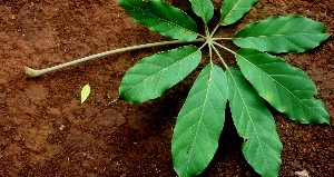  ( - BioBot01151)  @11 [ ] CreativeCommons - Attribution Non-Commercial Share-Alike (2010) Daniel H. Janzen Guanacaste Dry Forest Conservation Fund