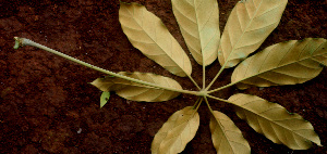  ( - BioBot01151)  @11 [ ] CreativeCommons - Attribution Non-Commercial Share-Alike (2010) Daniel H. Janzen Guanacaste Dry Forest Conservation Fund