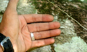  ( - BioBot01157)  @11 [ ] CreativeCommons - Attribution Non-Commercial Share-Alike (2010) Daniel H. Janzen Guanacaste Dry Forest Conservation Fund