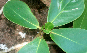  ( - BioBot01157)  @11 [ ] CreativeCommons - Attribution Non-Commercial Share-Alike (2010) Daniel H. Janzen Guanacaste Dry Forest Conservation Fund