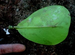  ( - BioBot01157)  @11 [ ] CreativeCommons - Attribution Non-Commercial Share-Alike (2010) Daniel H. Janzen Guanacaste Dry Forest Conservation Fund