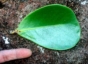  ( - BioBot01157)  @11 [ ] CreativeCommons - Attribution Non-Commercial Share-Alike (2010) Daniel H. Janzen Guanacaste Dry Forest Conservation Fund