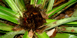  (Bromelia plumieri - BioBot01158)  @11 [ ] CreativeCommons - Attribution Non-Commercial Share-Alike (2010) Daniel H. Janzen Guanacaste Dry Forest Conservation Fund