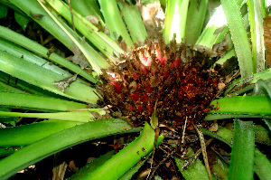  ( - BioBot01159)  @11 [ ] CreativeCommons - Attribution Non-Commercial Share-Alike (2010) Daniel H. Janzen Guanacaste Dry Forest Conservation Fund