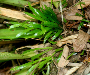  (Bromelia plumieri - BioBot01160)  @11 [ ] CreativeCommons - Attribution Non-Commercial Share-Alike (2010) Daniel H. Janzen Guanacaste Dry Forest Conservation Fund