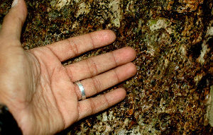  (Cinnamomum triplinerve - BioBot01170)  @11 [ ] CreativeCommons - Attribution Non-Commercial Share-Alike (2010) Daniel H. Janzen Guanacaste Dry Forest Conservation Fund