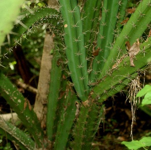  (Acanthocereus - BioBot01188)  @11 [ ] CreativeCommons - Attribution Non-Commercial Share-Alike (2010) Daniel H. Janzen Guanacaste Dry Forest Conservation Fund