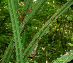  ( - BioBot01188)  @11 [ ] CreativeCommons - Attribution Non-Commercial Share-Alike (2010) Daniel H. Janzen Guanacaste Dry Forest Conservation Fund