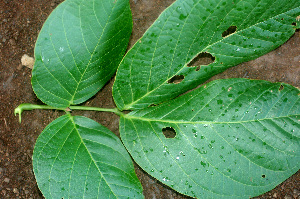  ( - BioBot01191)  @11 [ ] CreativeCommons - Attribution Non-Commercial Share-Alike (2010) Daniel H. Janzen Guanacaste Dry Forest Conservation Fund