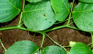  ( - BioBot01191)  @11 [ ] CreativeCommons - Attribution Non-Commercial Share-Alike (2010) Daniel H. Janzen Guanacaste Dry Forest Conservation Fund