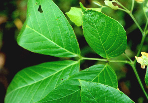  ( - BioBot01191)  @11 [ ] CreativeCommons - Attribution Non-Commercial Share-Alike (2010) Daniel H. Janzen Guanacaste Dry Forest Conservation Fund