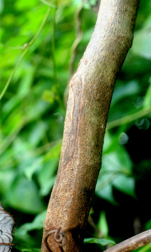  ( - BioBot01192)  @11 [ ] CreativeCommons - Attribution Non-Commercial Share-Alike (2010) Daniel H. Janzen Guanacaste Dry Forest Conservation Fund