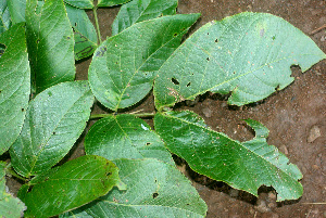  ( - BioBot01192)  @11 [ ] CreativeCommons - Attribution Non-Commercial Share-Alike (2010) Daniel H. Janzen Guanacaste Dry Forest Conservation Fund