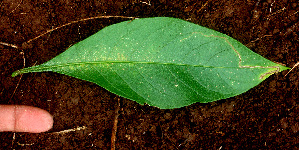  ( - BioBot01197)  @11 [ ] CreativeCommons - Attribution Non-Commercial Share-Alike (2010) Daniel H. Janzen Guanacaste Dry Forest Conservation Fund