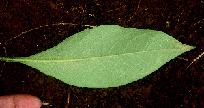  ( - BioBot01197)  @11 [ ] CreativeCommons - Attribution Non-Commercial Share-Alike (2010) Daniel H. Janzen Guanacaste Dry Forest Conservation Fund