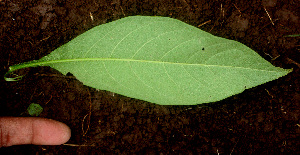  ( - BioBot01198)  @11 [ ] CreativeCommons - Attribution Non-Commercial Share-Alike (2010) Daniel H. Janzen Guanacaste Dry Forest Conservation Fund