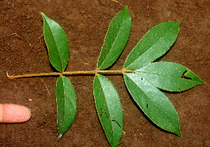  (Cnestidium - BioBot01203)  @11 [ ] CreativeCommons - Attribution Non-Commercial Share-Alike (2010) Daniel H. Janzen Guanacaste Dry Forest Conservation Fund
