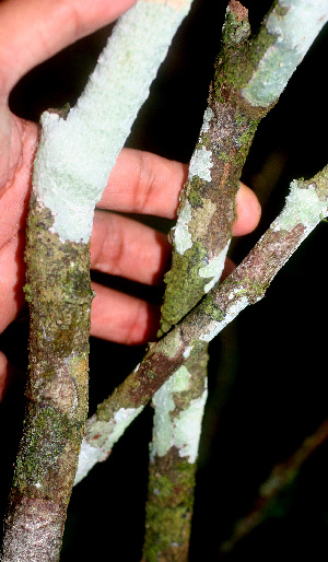 (Passiflora pittieri - BioBot01209)  @11 [ ] CreativeCommons - Attribution Non-Commercial Share-Alike (2010) Daniel H. Janzen Guanacaste Dry Forest Conservation Fund