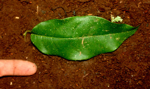  ( - BioBot01209)  @11 [ ] CreativeCommons - Attribution Non-Commercial Share-Alike (2010) Daniel H. Janzen Guanacaste Dry Forest Conservation Fund