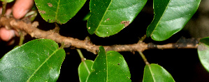  ( - BioBot01210)  @11 [ ] CreativeCommons - Attribution Non-Commercial Share-Alike (2010) Daniel H. Janzen Guanacaste Dry Forest Conservation Fund