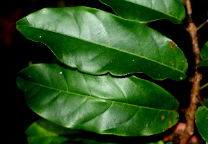  ( - BioBot01210)  @11 [ ] CreativeCommons - Attribution Non-Commercial Share-Alike (2010) Daniel H. Janzen Guanacaste Dry Forest Conservation Fund