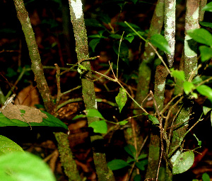  ( - BioBot01211)  @11 [ ] CreativeCommons - Attribution Non-Commercial Share-Alike (2010) Daniel H. Janzen Guanacaste Dry Forest Conservation Fund