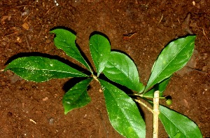  (Psychotria Espinoza5675 - BioBot01212)  @11 [ ] CreativeCommons - Attribution Non-Commercial Share-Alike (2010) Daniel H. Janzen Guanacaste Dry Forest Conservation Fund