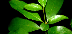  ( - BioBot01216)  @11 [ ] CreativeCommons - Attribution Non-Commercial Share-Alike (2010) Daniel H. Janzen Guanacaste Dry Forest Conservation Fund