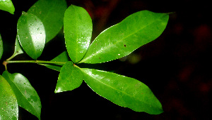  ( - BioBot01216)  @11 [ ] CreativeCommons - Attribution Non-Commercial Share-Alike (2010) Daniel H. Janzen Guanacaste Dry Forest Conservation Fund