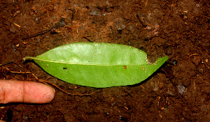  ( - BioBot01216)  @11 [ ] CreativeCommons - Attribution Non-Commercial Share-Alike (2010) Daniel H. Janzen Guanacaste Dry Forest Conservation Fund