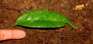  ( - BioBot01216)  @11 [ ] CreativeCommons - Attribution Non-Commercial Share-Alike (2010) Daniel H. Janzen Guanacaste Dry Forest Conservation Fund