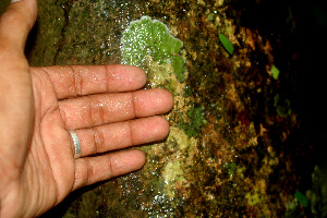  ( - BioBot01217)  @11 [ ] CreativeCommons - Attribution Non-Commercial Share-Alike (2010) Daniel H. Janzen Guanacaste Dry Forest Conservation Fund