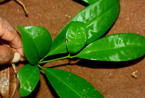  ( - BioBot01217)  @11 [ ] CreativeCommons - Attribution Non-Commercial Share-Alike (2010) Daniel H. Janzen Guanacaste Dry Forest Conservation Fund