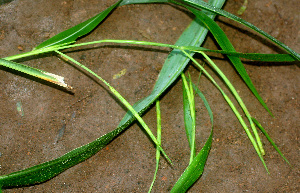  ( - BioBot01218)  @11 [ ] CreativeCommons - Attribution Non-Commercial Share-Alike (2010) Daniel H. Janzen Guanacaste Dry Forest Conservation Fund