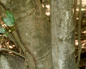  ( - BioBot01236)  @11 [ ] CreativeCommons - Attribution Non-Commercial Share-Alike (2010) Daniel H. Janzen Guanacaste Dry Forest Conservation Fund