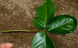  ( - BioBot01236)  @11 [ ] CreativeCommons - Attribution Non-Commercial Share-Alike (2010) Daniel H. Janzen Guanacaste Dry Forest Conservation Fund