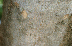  ( - BioBot01237)  @11 [ ] CreativeCommons - Attribution Non-Commercial Share-Alike (2010) Daniel H. Janzen Guanacaste Dry Forest Conservation Fund