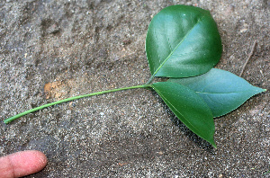  ( - BioBot01237)  @11 [ ] CreativeCommons - Attribution Non-Commercial Share-Alike (2010) Daniel H. Janzen Guanacaste Dry Forest Conservation Fund