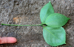  ( - BioBot01237)  @11 [ ] CreativeCommons - Attribution Non-Commercial Share-Alike (2010) Daniel H. Janzen Guanacaste Dry Forest Conservation Fund