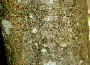  ( - BioBot01238)  @11 [ ] CreativeCommons - Attribution Non-Commercial Share-Alike (2010) Daniel H. Janzen Guanacaste Dry Forest Conservation Fund