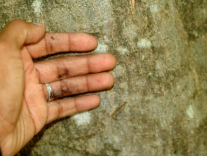  ( - BioBot01238)  @11 [ ] CreativeCommons - Attribution Non-Commercial Share-Alike (2010) Daniel H. Janzen Guanacaste Dry Forest Conservation Fund