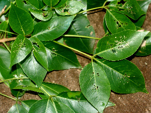  ( - BioBot01238)  @11 [ ] CreativeCommons - Attribution Non-Commercial Share-Alike (2010) Daniel H. Janzen Guanacaste Dry Forest Conservation Fund