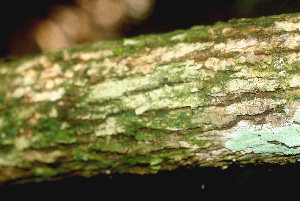  (Aegiphila cephalophora - BioBot01239)  @11 [ ] CreativeCommons - Attribution Non-Commercial Share-Alike (2010) Daniel H. Janzen Guanacaste Dry Forest Conservation Fund