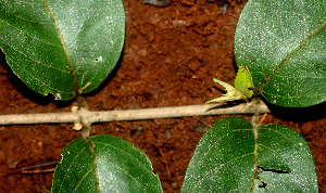  ( - BioBot01239)  @11 [ ] CreativeCommons - Attribution Non-Commercial Share-Alike (2010) Daniel H. Janzen Guanacaste Dry Forest Conservation Fund