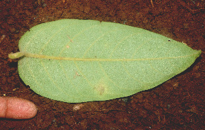  ( - BioBot01239)  @11 [ ] CreativeCommons - Attribution Non-Commercial Share-Alike (2010) Daniel H. Janzen Guanacaste Dry Forest Conservation Fund